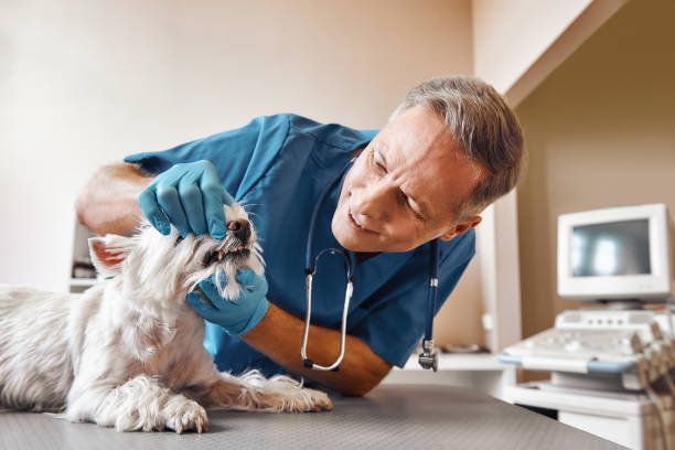 Best 24-Hour Emergency Dental Care in Madisonville, TX